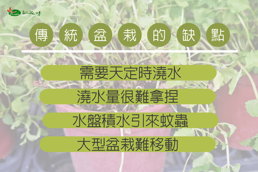 開幕盆栽｜台中開幕喬遷盆栽