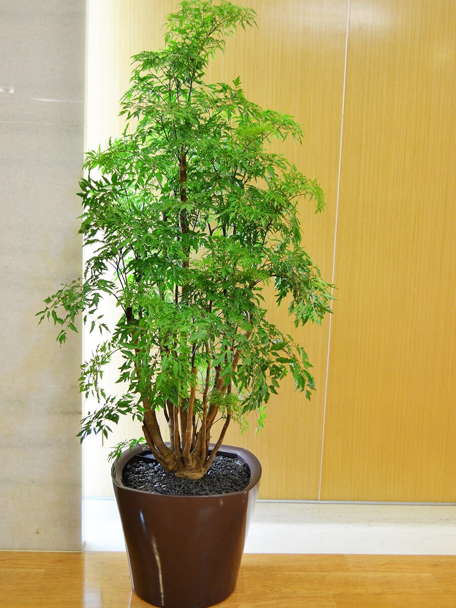 自動澆水盆栽｜自動澆水盆栽推薦